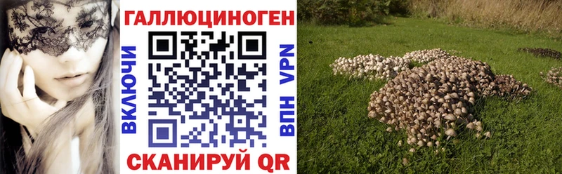 Галлюциногенные грибы Psilocybe  Сусуман 